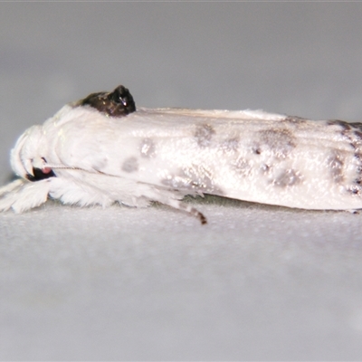 Arignota stercorata (Xyloryctidae, Xylorictinae) at Abergowrie, QLD - 24 Oct 2008 by PJH123