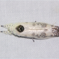 Arignota stercorata at suppressed - 24 Oct 2008 09:21 PM