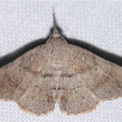 Heterormista modesta (An Erebid moth (Catocalini) at Abergowrie, QLD - 24 Oct 2008 by PJH123