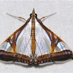 Unverified Pyralid or Snout Moth (Pyralidae & Crambidae) at Abergowrie, QLD - 24 Oct 2008 by PJH123