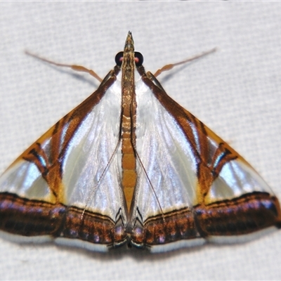 Unverified Pyralid or Snout Moth (Pyralidae & Crambidae) at Abergowrie, QLD - 24 Oct 2008 by PJH123