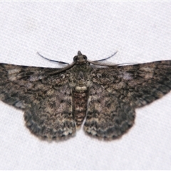 Unverified Geometer moth (Geometridae) at Abergowrie, QLD - 24 Oct 2008 by PJH123