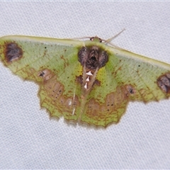 Agathiopsis basipuncta (A Geometer moth (Geometrinae) at Abergowrie, QLD - 24 Oct 2008 by PJH123