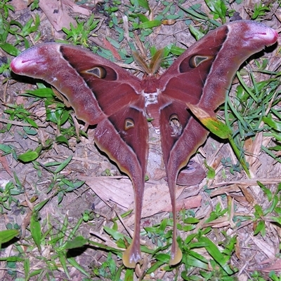Unverified Emperor moth (Saturniidae) at Abergowrie, QLD - 24 Oct 2008 by PJH123