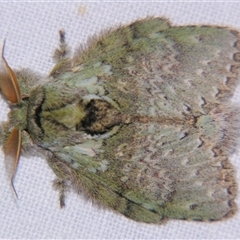Neostauropus viridissimus (A Prominent moth (Notodontidae) at Abergowrie, QLD - 24 Oct 2008 by PJH123