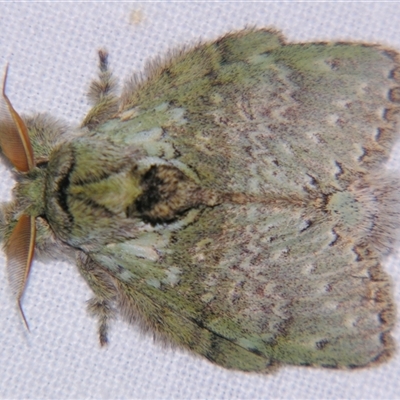 Neostauropus viridissimus (A Prominent moth (Notodontidae) at Abergowrie, QLD - 24 Oct 2008 by PJH123