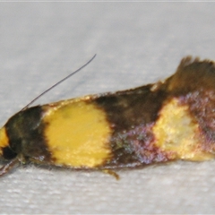 Unverified Concealer moth (Oecophoridae) at Abergowrie, QLD - 24 Oct 2008 by PJH123