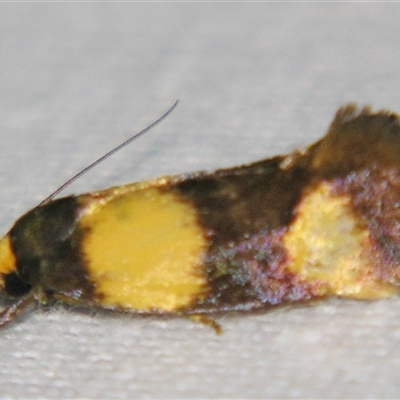 Unverified Concealer moth (Oecophoridae) at Abergowrie, QLD - 24 Oct 2008 by PJH123
