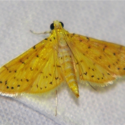 Unverified Pyralid or Snout Moth (Pyralidae & Crambidae) at Abergowrie, QLD - 24 Oct 2008 by PJH123