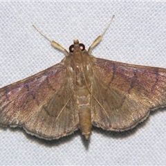 Omiodes origoalis (A Crambid moth (Spilomelinae) at Abergowrie, QLD - 24 Oct 2008 by PJH123