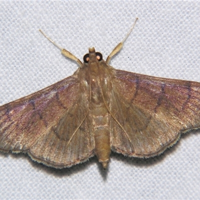 Omiodes origoalis (A Crambid moth (Spilomelinae) at Abergowrie, QLD - 24 Oct 2008 by PJH123