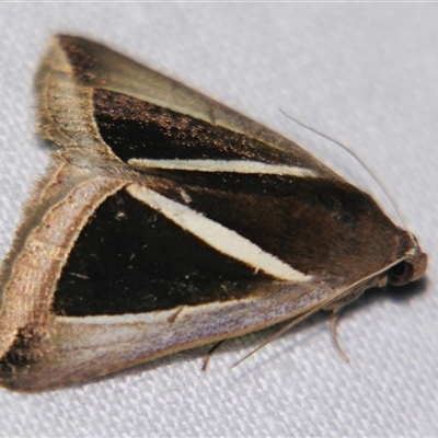 Chalciope alcyona (An Erebid moth (Erebinae) at Abergowrie, QLD - 24 Oct 2008 by PJH123