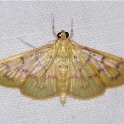 Pleuroptya symphonodes (A Crambid moth (Spilomelinae) at Abergowrie, QLD - 24 Oct 2008 by PJH123