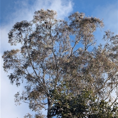 Callocephalon fimbriatum (Gang-gang Cockatoo) at Cook, ACT - Yesterday by samreid007