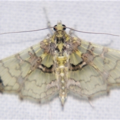 Didymostoma aurotinctalis (A Crambid moth (Spilomelinae) at Abergowrie, QLD - 25 Oct 2008 by PJH123