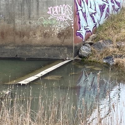 Hydromys chrysogaster (Rakali or Water Rat) at Nicholls, ACT - 5 Jul 2025 by Rosie