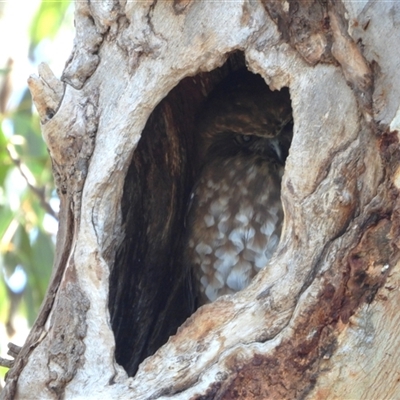 Ninox boobook by LineMarie