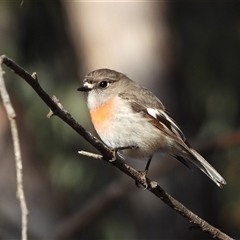 Petroica boodang (Scarlet Robin) at Kambah, ACT - 7 Jul 2025 by LineMarie
