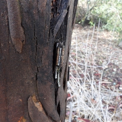 Clania ignobilis (Faggot Case Moth) at Kambah, ACT - Yesterday by LineMarie