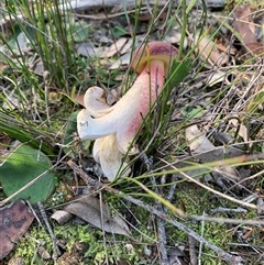 Unverified Cap on a stem; pores below cap [boletes & stemmed polypores] at Tenterden, WA - 6 Jul 2025 by HelenM