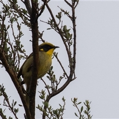 Lichenostomus melanops (Yellow-tufted Honeyeater) at Conder, ACT - 7 Jul 2025 by rawshorty