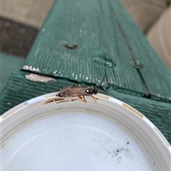 Unverified Other wasp at Nicholls, ACT - 3 Jul 2025 by Rosie
