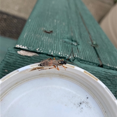 Unverified Other wasp at Nicholls, ACT - 3 Jul 2025 by Rosie