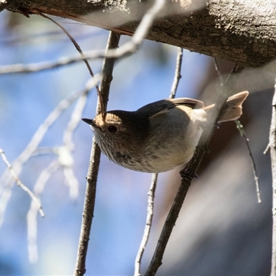Acanthiza pusilla at Acton, ACT - 14 Aug 2018 by AlisonMilton