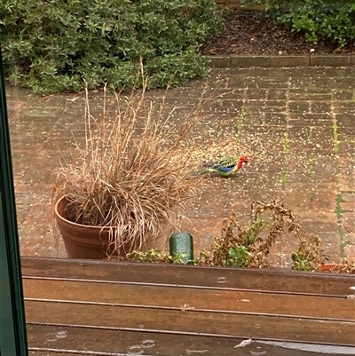 Platycercus eximius (Eastern Rosella) at Nicholls, ACT - 1 Jul 2025 by Rosie
