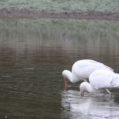 Platalea flavipes (Yellow-billed Spoonbill) at Chiltern, VIC - 6 Jun 2025 by PaulF