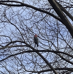 Callocephalon fimbriatum (Gang-gang Cockatoo) at Yarralumla, ACT - 5 Jul 2025 by Nangala