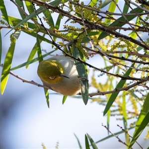 Zosterops lateralis (Silvereye) at Acton, ACT - 14 Aug 2018 by AlisonMilton