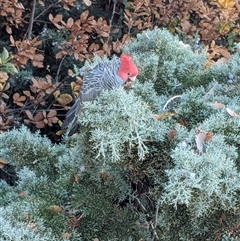 Callocephalon fimbriatum (Gang-gang Cockatoo) at Narrabundah, ACT - Yesterday by arcencielbleu