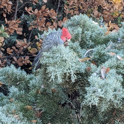 Callocephalon fimbriatum (Gang-gang Cockatoo) at Narrabundah, ACT - Yesterday by arcencielbleu