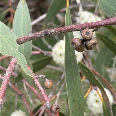 Eucalyptus pauciflora subsp. pauciflora (White Sally, Snow Gum) at Collector, NSW - 6 Nov 2022 by JaneR