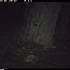 Tachyglossus aculeatus (Short-beaked Echidna) at Crowther, NSW - 23 May 2025 by Frecko