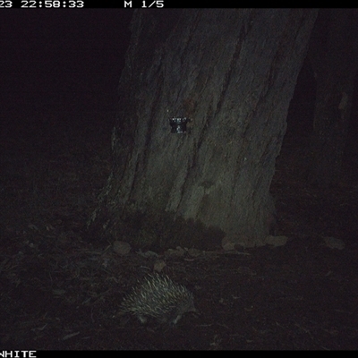 Tachyglossus aculeatus (Short-beaked Echidna) at Crowther, NSW - 23 May 2025 by Frecko