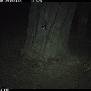 Vulpes vulpes (Red Fox) at Crowther, NSW - 18 May 2025 by Frecko