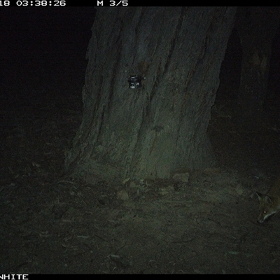 Vulpes vulpes (Red Fox) at Crowther, NSW - 18 May 2025 by Frecko