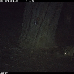 Lepus capensis (Brown Hare) at Crowther, NSW - 26 May 2025 by Frecko