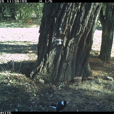 Gymnorhina tibicen (Australian Magpie) at Crowther, NSW - 15 May 2025 by Frecko