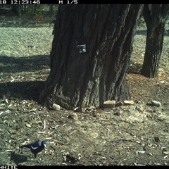 Gymnorhina tibicen (Australian Magpie) at Crowther, NSW - 18 May 2025 by Frecko