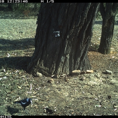 Gymnorhina tibicen (Australian Magpie) at Crowther, NSW - 18 May 2025 by Frecko