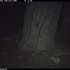Oryctolagus cuniculus (European Rabbit) at Crowther, NSW - 15 May 2025 by Frecko