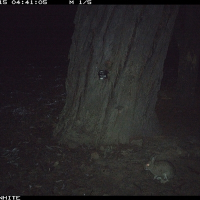 Oryctolagus cuniculus (European Rabbit) at Crowther, NSW - 15 May 2025 by Frecko