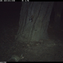 Oryctolagus cuniculus (European Rabbit) at Crowther, NSW - 16 May 2025 by Frecko