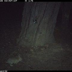 Oryctolagus cuniculus (European Rabbit) at Crowther, NSW - 18 May 2025 by Frecko