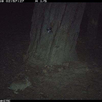 Oryctolagus cuniculus (European Rabbit) at Crowther, NSW - 18 May 2025 by Frecko