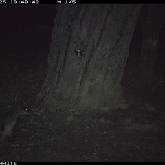Wallabia bicolor (Swamp Wallaby) at Crowther, NSW - 25 May 2025 by Frecko
