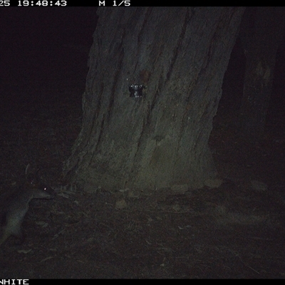 Wallabia bicolor (Swamp Wallaby) at Crowther, NSW - 25 May 2025 by Frecko